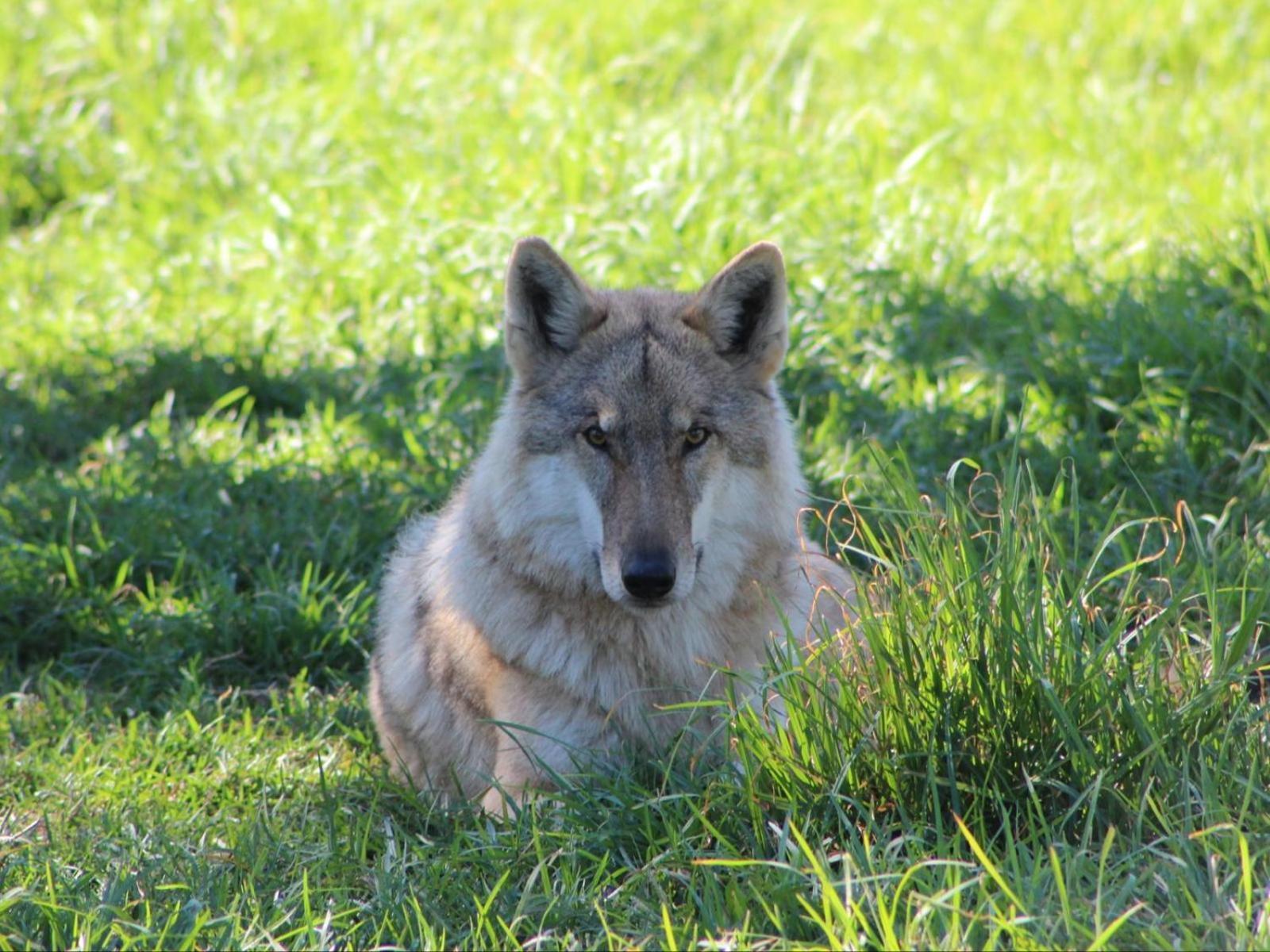 Tsitsikamma Wolf Sanctuary Eco Cabins & Teepees 스톰스리비에르 외부 사진