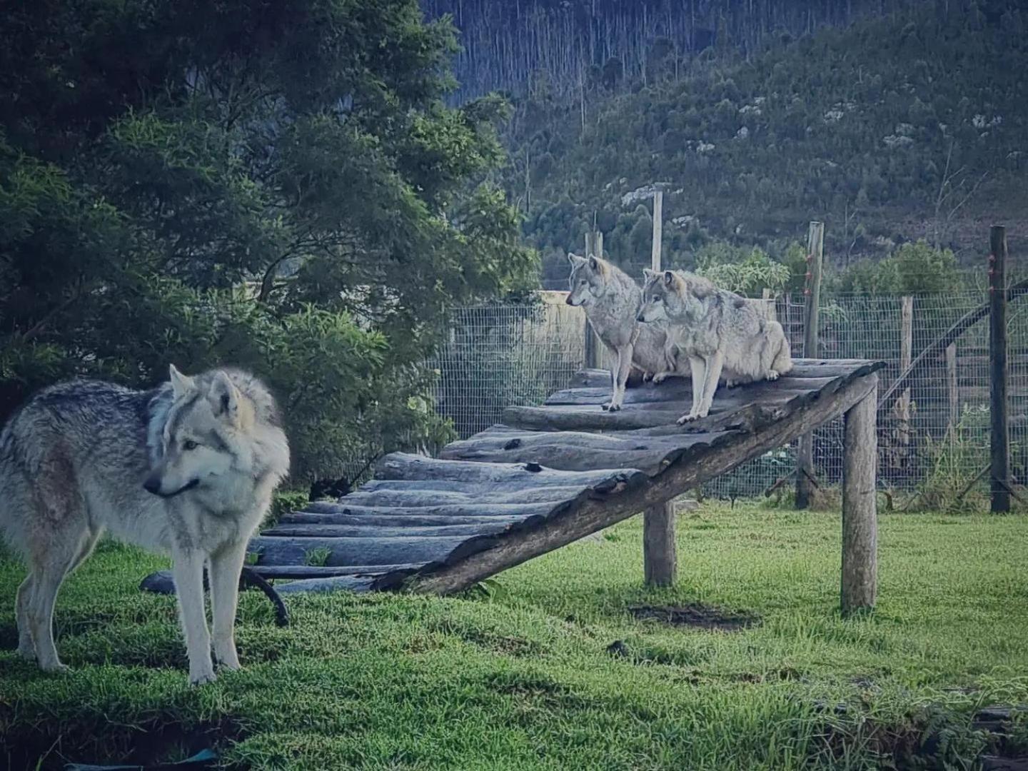 Tsitsikamma Wolf Sanctuary Eco Cabins & Teepees 스톰스리비에르 외부 사진