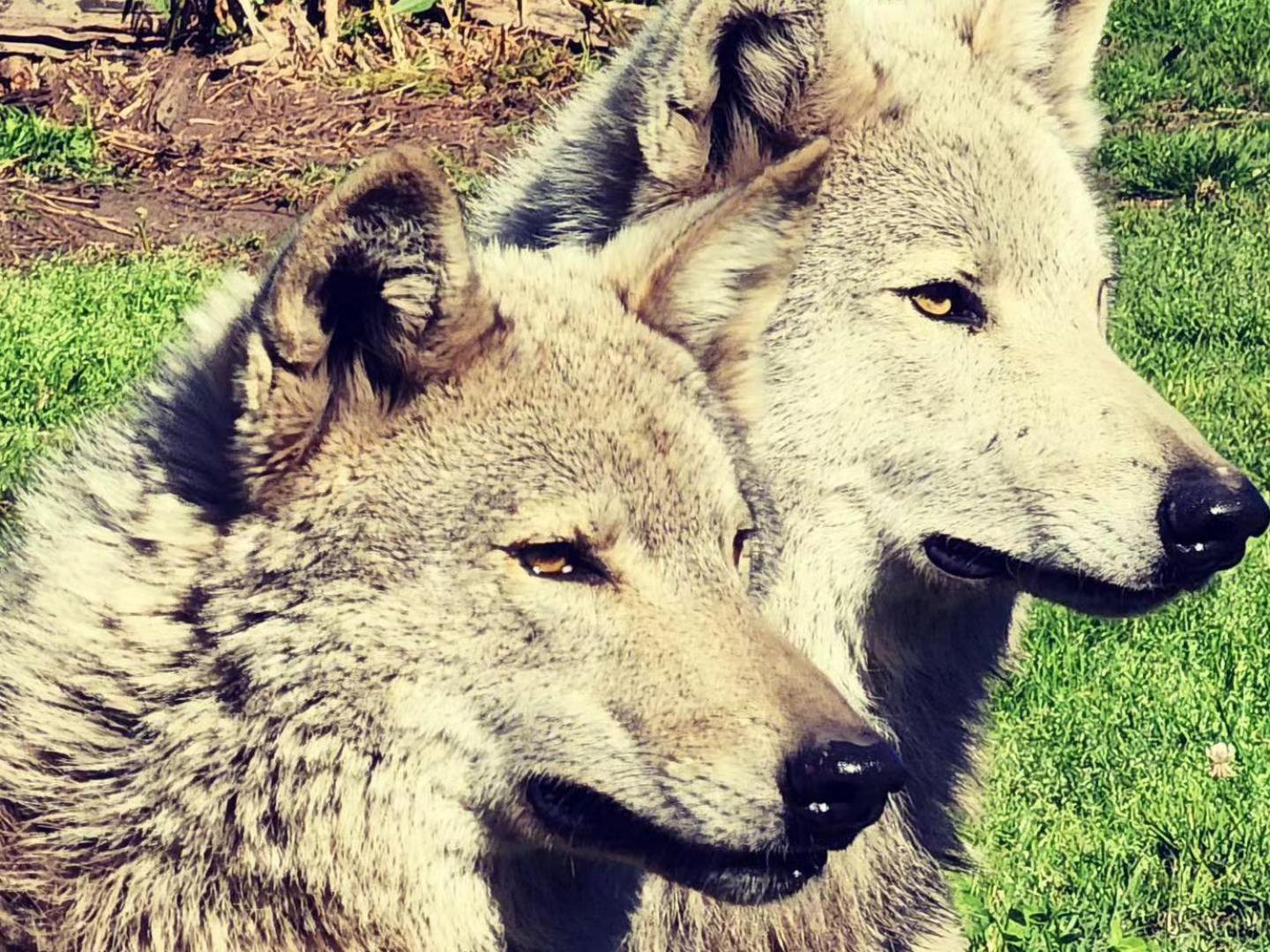 Tsitsikamma Wolf Sanctuary Eco Cabins & Teepees 스톰스리비에르 외부 사진